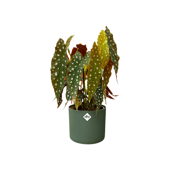 b.for soft rond 14cm blad groen